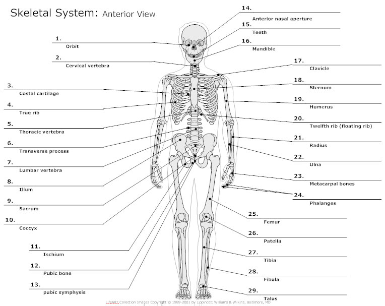 Anatomy Chart - Typical Uses for Anatomy Charts