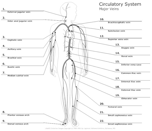 Circulatory System Diagram - Types of Circulatory System Diagram