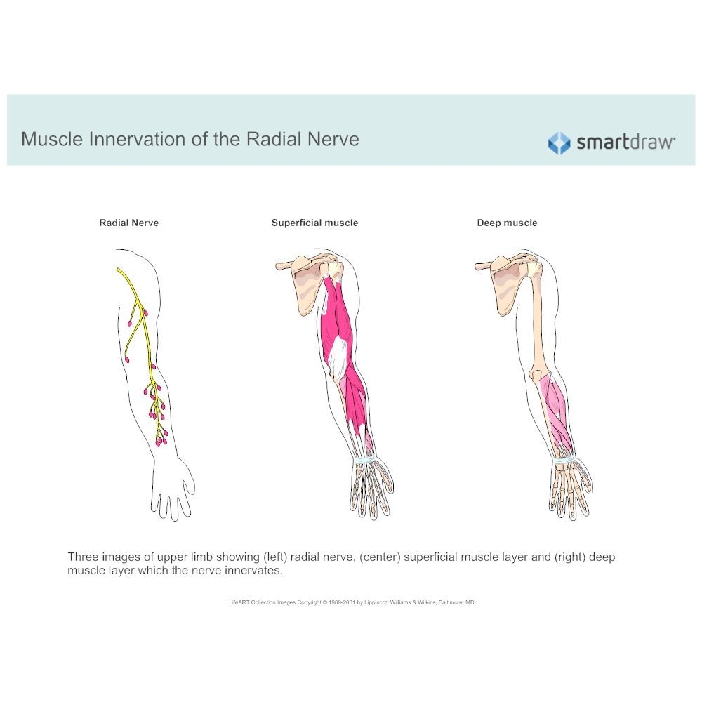 Muscle Innervation of the Radial Nerve