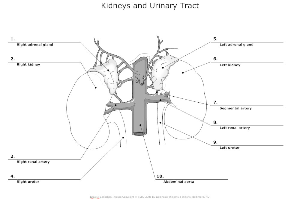 Urinary System Diagram - Types of Urinary System Diagrams