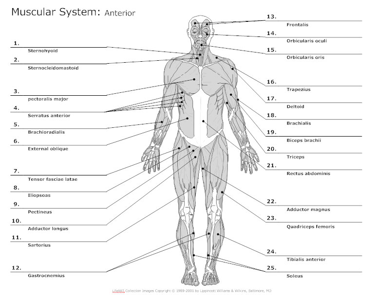 Printable Human Anatomy Charts