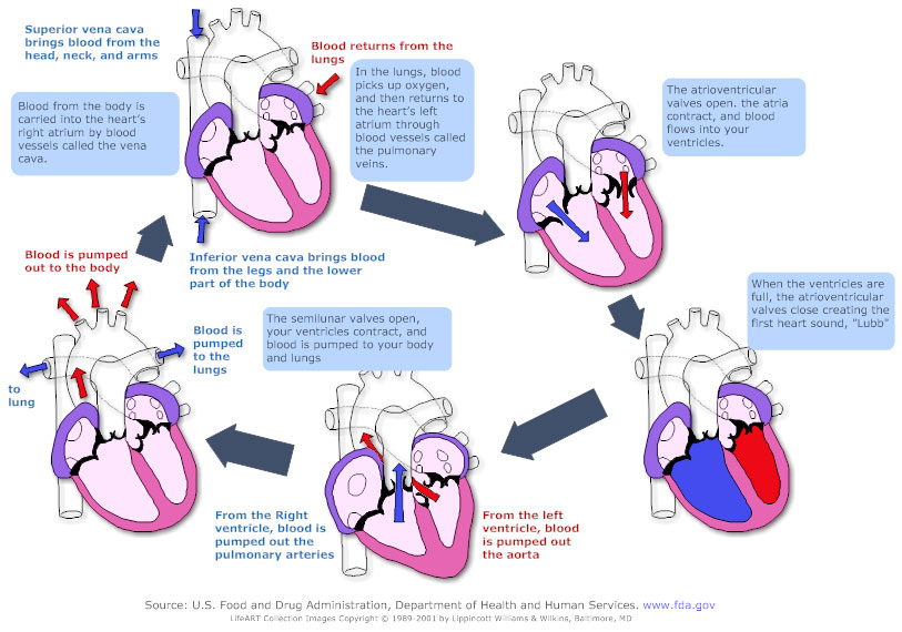 Circulatory System Flow Chart For Kids