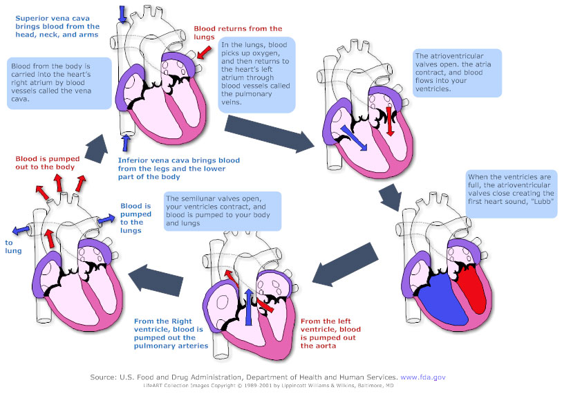 Cardiovascular System Flow Chart