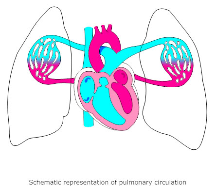 circulatory system diagram cardiovascular system and blood use the venn diagram to compare and contrast open and closed circulatory systems
