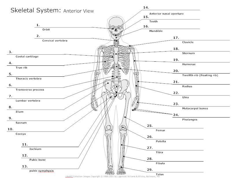 Skeleton Bone Chart