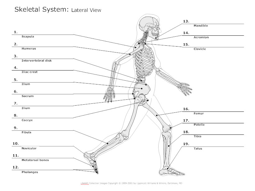how to draw a human skeletal system