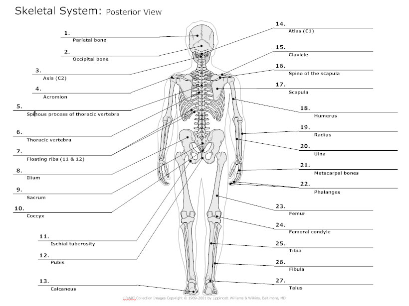 Human Skeleton Bones Chart