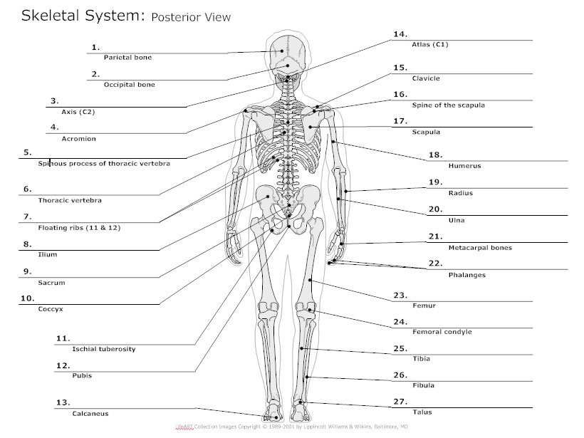 Skeleton Bone Chart