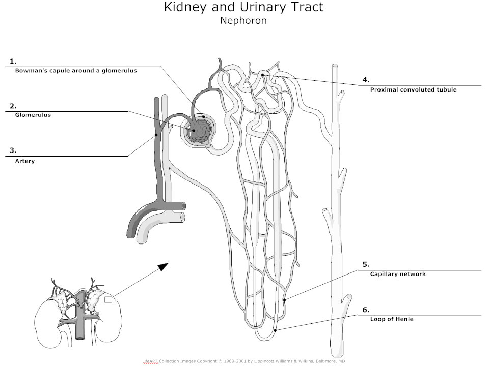 Urinary System Chart