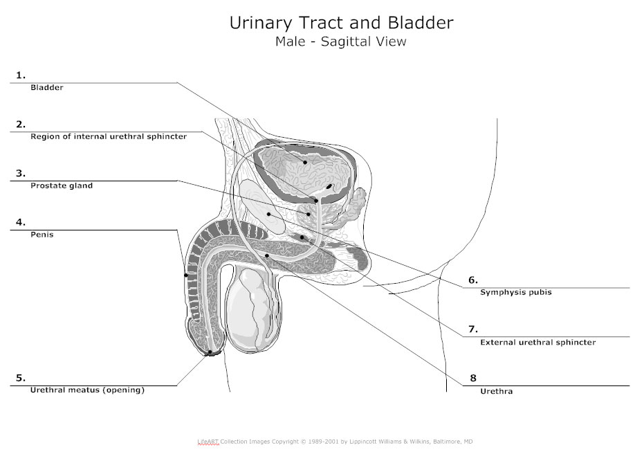 Urinary system diagram types of urinary system diagrams